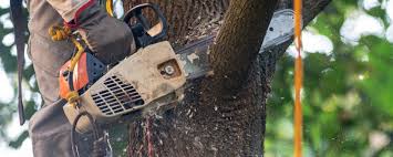 Reliable Lisbon, ND Tree Removal Services Solutions